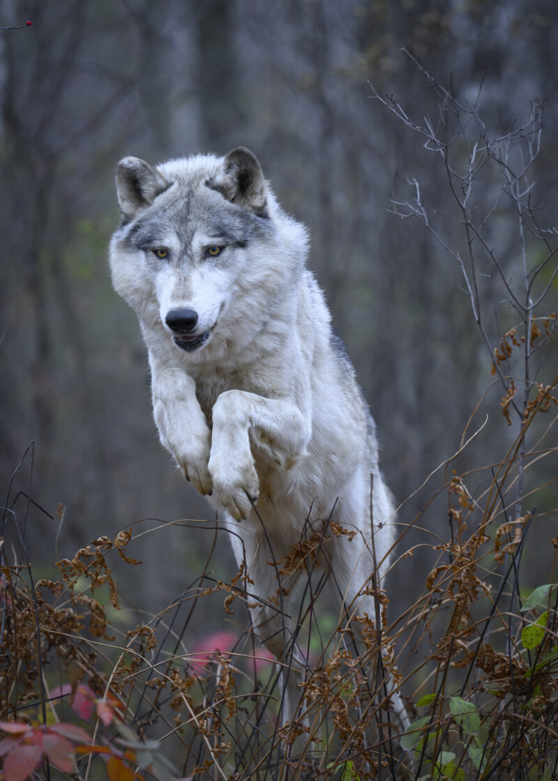 Grey Wolf, Minnesota
